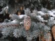Snow-covered fur-tree branch with cones