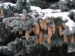 Snow-covered fur-tree branch with cones