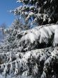 Winter snowy landscape with fur-trees