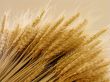 Wheat ears