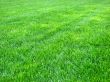 Green grass