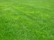 Green grass