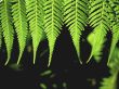 Green fern