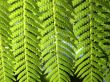 Green fern