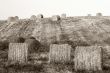 Hay bales standing ready to be collected