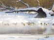 Wild ducks