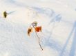 Leaves in hoarfrost on a background of snow