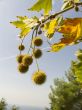 Freakish prickly round fruits