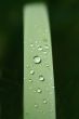 Drop of Grass