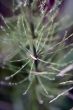 Drop of Grass