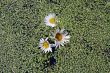 Oxeye Daisy
