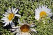Oxeye Daisy