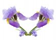 Composition from a flower