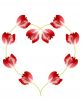 Red tulips