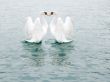 Two fine white swans
