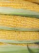 Corn cobs