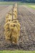 Autumn rice field