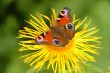 Schmetterling | butterfly