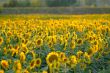 Sonnenblume | sunflowers