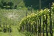 weinberg | vineyard