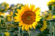 Sonnenblume | sunflowers