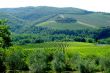 weinberg | vineyard