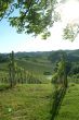 weinberg | vineyard