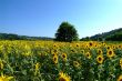 sun flower