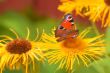 Schmetterling | butterfly