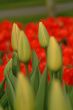 gelbe tulpen | yelow tulips