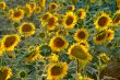 Sonnenblume | sunflowers