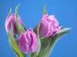 spring time