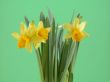 daffodil flowers