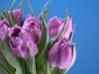 spring time