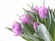 spring time