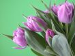 spring time