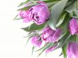 spring time