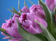 spring time