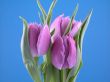 lovely spring pink tulip