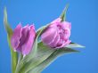 spring time