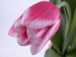 beauty in pink
