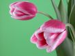 spring time
