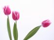spring time