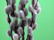 willow twig
