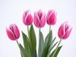lovely spring pink tulips
