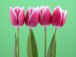 lovely spring pink tulips