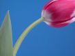 lovely spring pink tulip