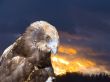 Predatory bird