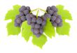 Some clusters of a grapes