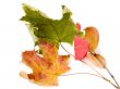 autumn leaves